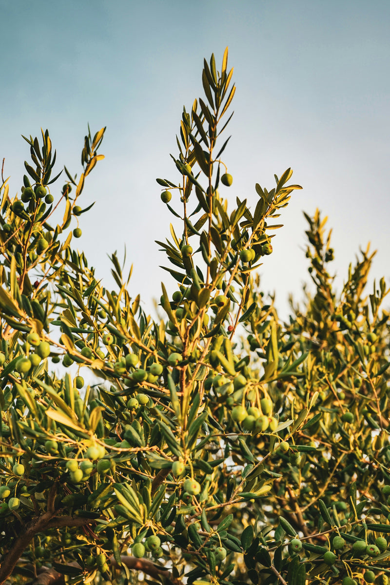 Huile d'olive Hautes Cultures