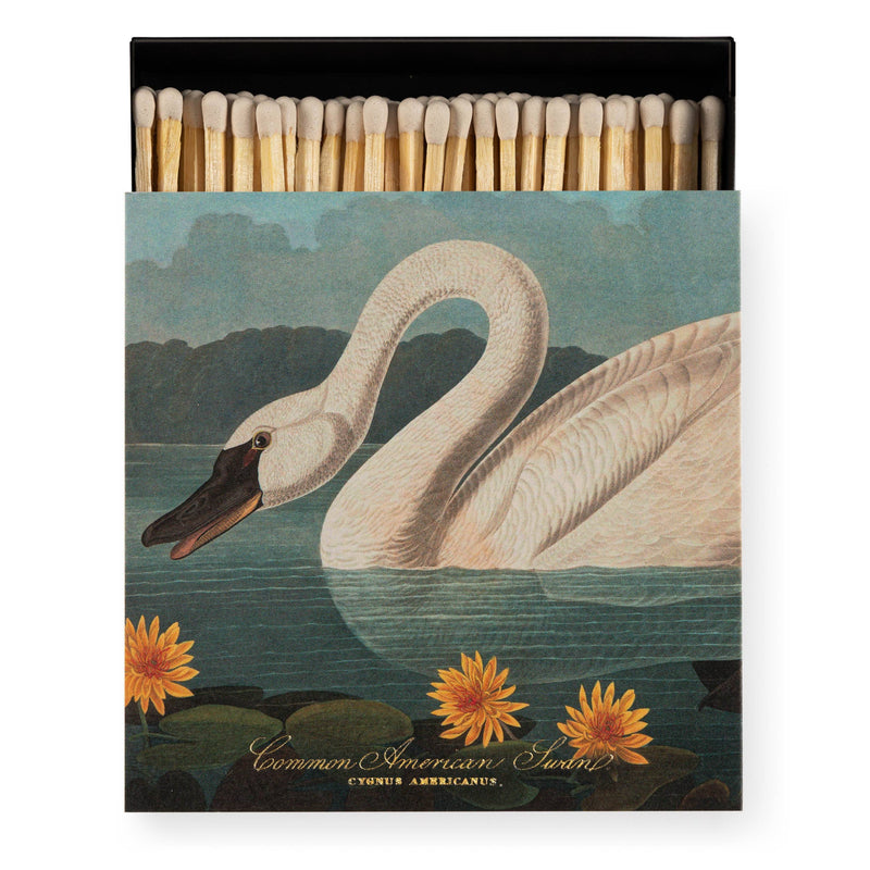 Le Cygne Américain Commun | Carré - Allumettes de Sécurité