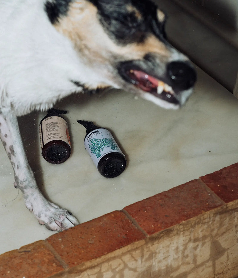 Shampoo vegan pour chien