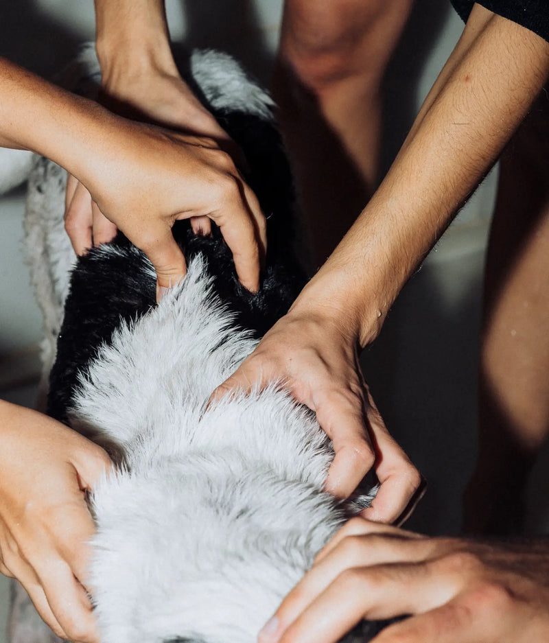 Après-shampoing vegan pour chien